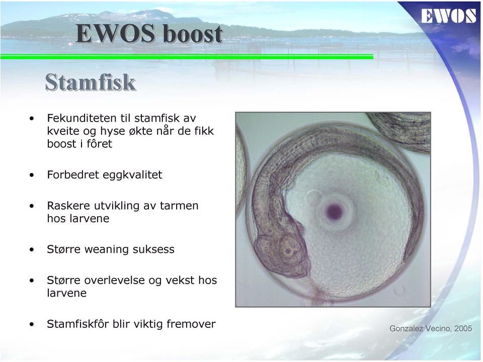 tarmen hos larvene Større weaning suksess Større overlevelse og