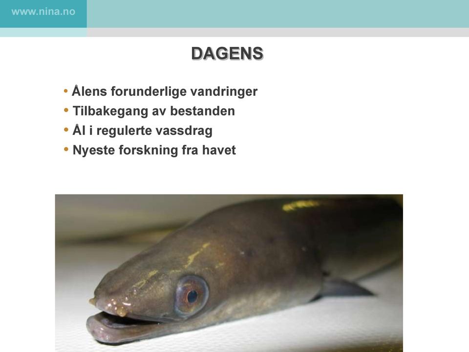 bestanden Ål i regulerte