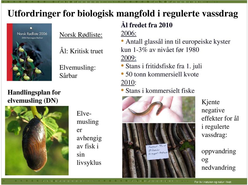 glassål inn til europeiske kyster kun 1-3% av nivået før 1980 2009: Stans i fritidsfiske fra 1.