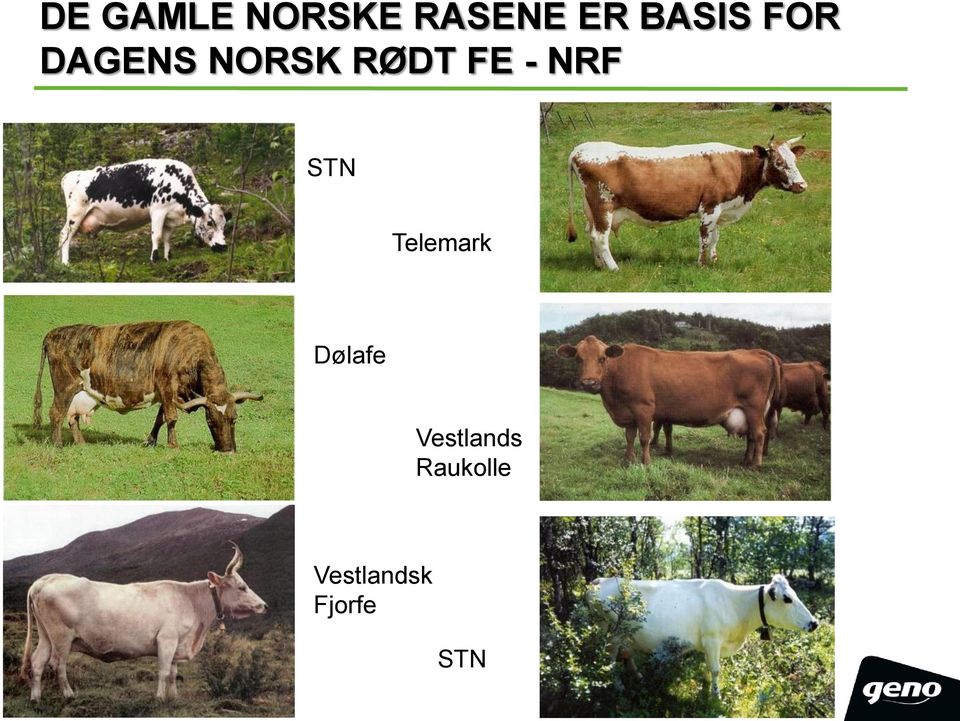 - NRF STN Telemark Dølafe