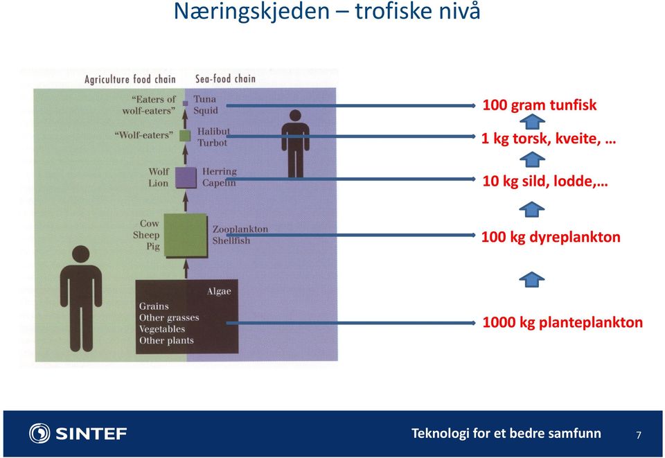 lodde, 100 kg dyreplankton 1000 kg