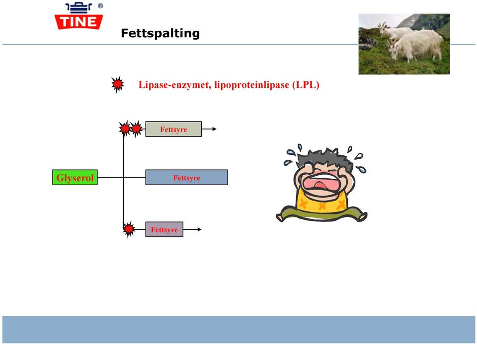 lipoproteinlipase
