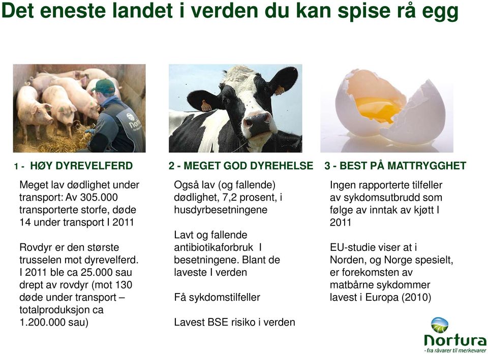 000 sau drept av rovdyr (mot 130 døde under transport totalproduksjon ca 1.200.