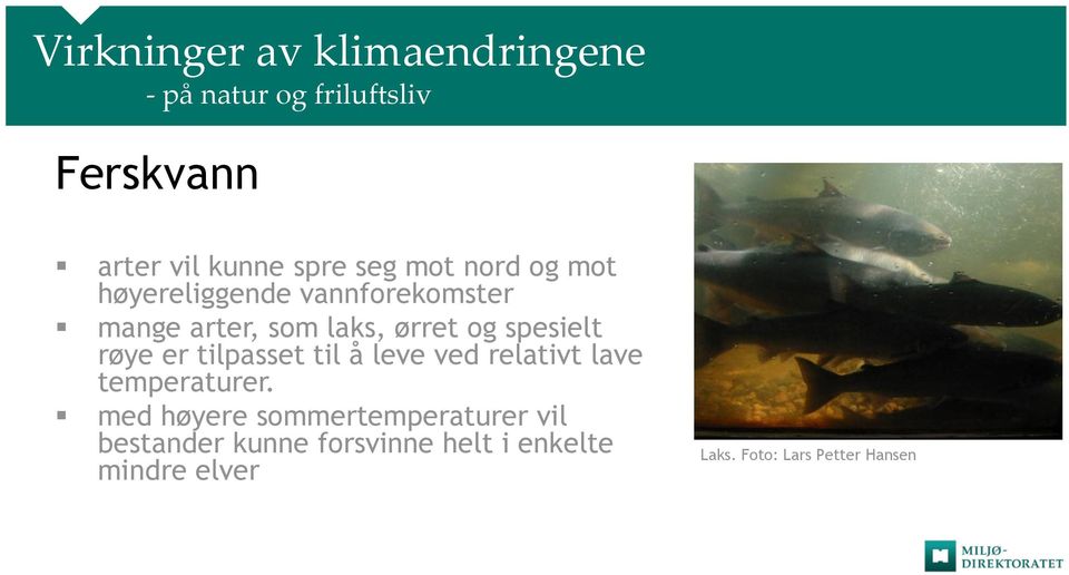 spesielt røye er tilpasset til å leve ved relativt lave temperaturer.