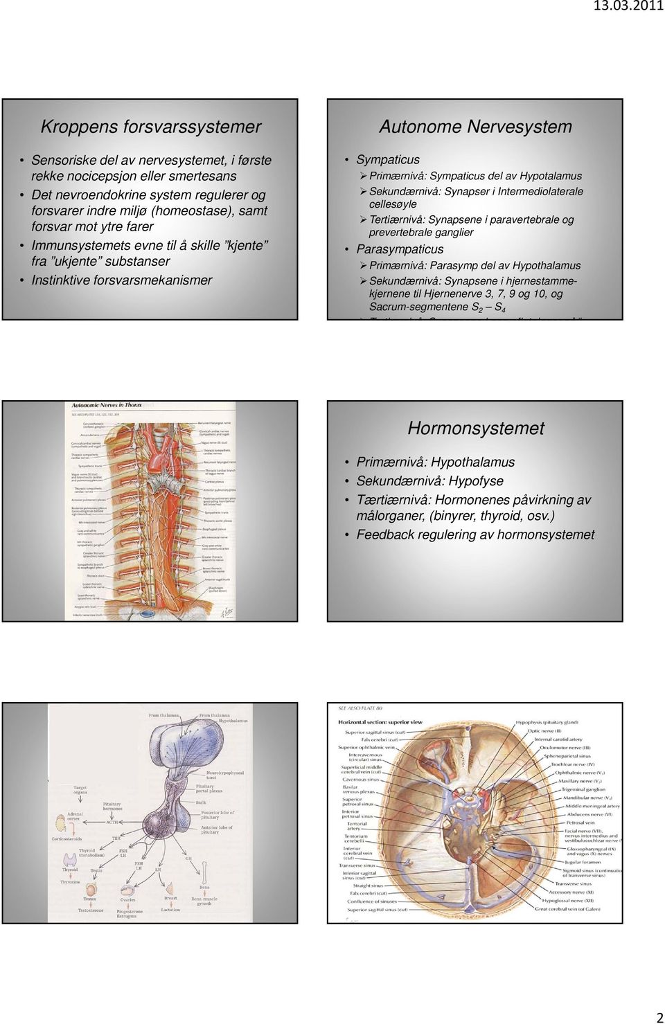 Intermediolaterale cellesøyle Tertiærnivå: Synapsene i paravertebrale og prevertebrale ganglier Parasympaticus Primærnivå: Parasymp del av Hypothalamus Sekundærnivå: Synapsene i hjernestammekjernene