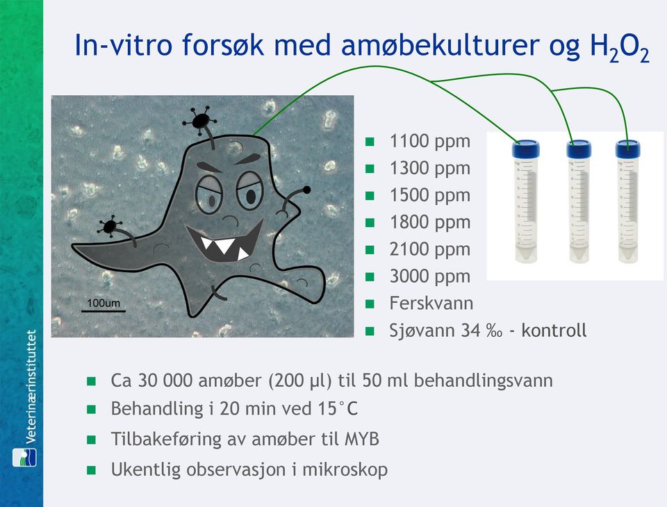 000 amøber (200 µl) til 50 ml behandlingsvann Behandling i 20 min