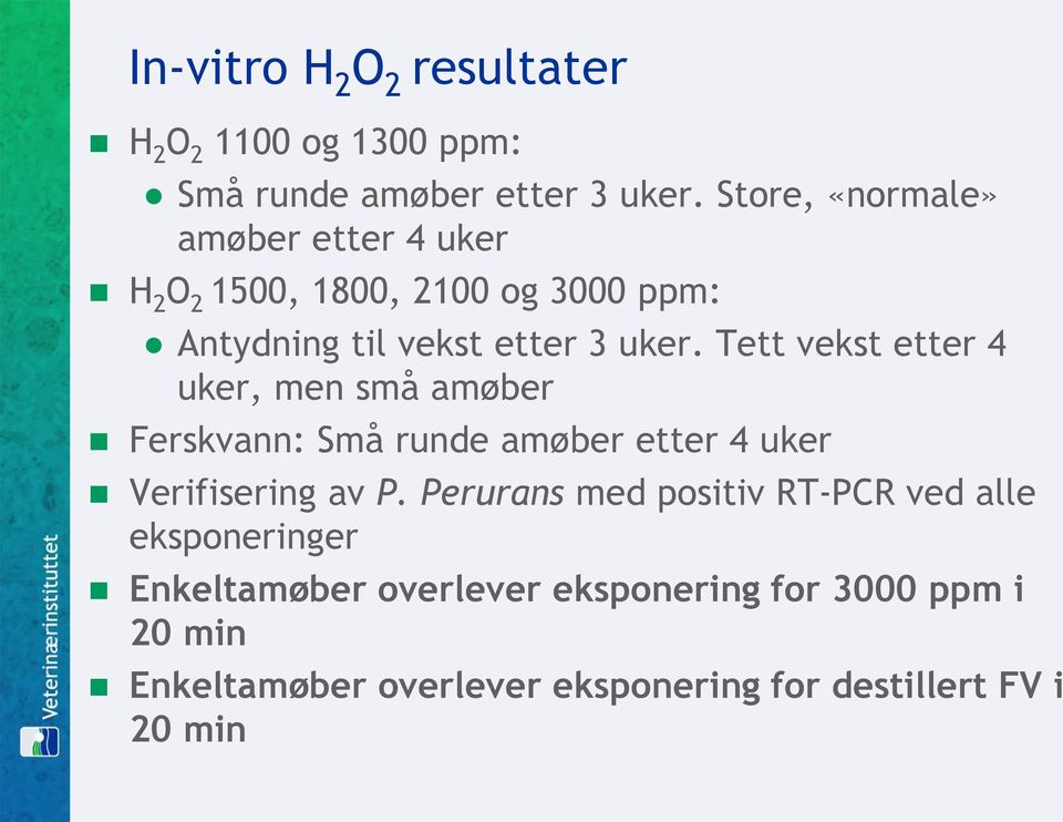 Tett vekst etter 4 uker, men små amøber Ferskvann: Små runde amøber etter 4 uker Verifisering av P.