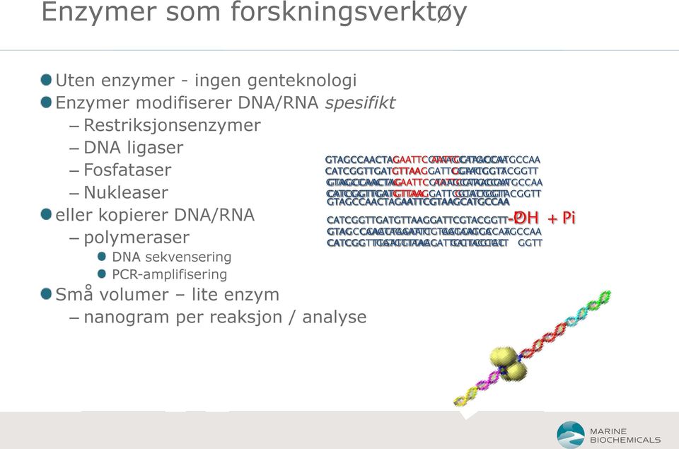 Fosfataser Nukleaser eller kopierer DNA/RNA polymeraser DNA