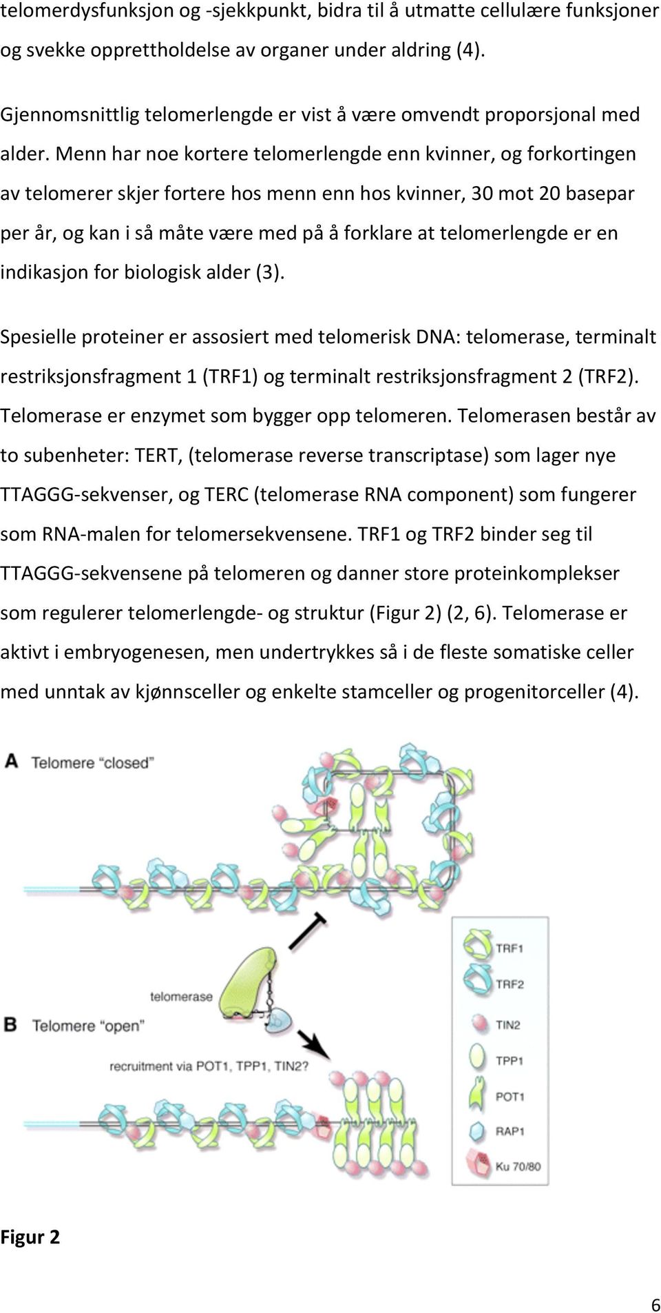 indikasjonforbiologiskalder(3). SpesielleproteinererassosiertmedtelomeriskDNA:telomerase,terminalt restriksjonsfragment1(trf1)ogterminaltrestriksjonsfragment2(trf2).