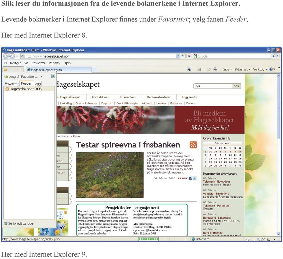 Levende bokmerker i Internet Explorer finnes under