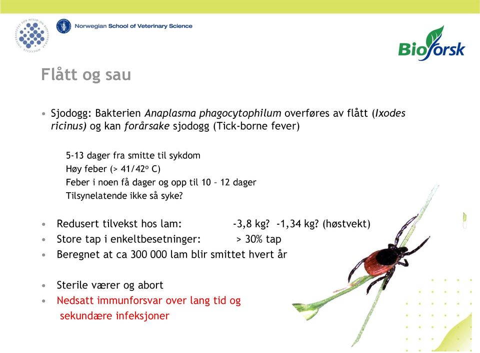 Tilsynelatende ikke så syke? Redusert tilvekst hos lam: -3,8 kg? -1,34 kg?