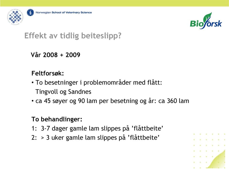 flått: Tingvoll og Sandnes ca 45 søyer og 90 lam per besetning og år: