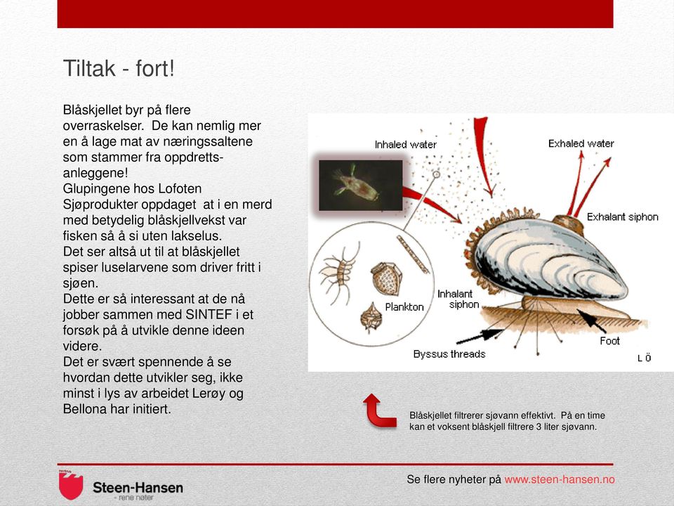 Det ser altså ut til at blåskjellet spiser luselarvene som driver fritt i sjøen.