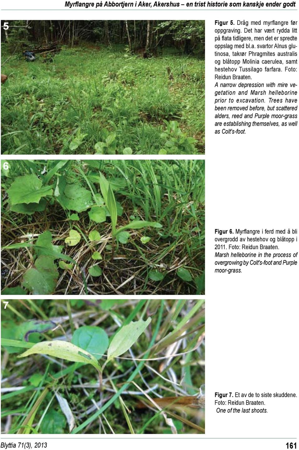 Foto: Reidun Braaten. A narrow depression with mire vegetation and Marsh helleborine prior to excavation.