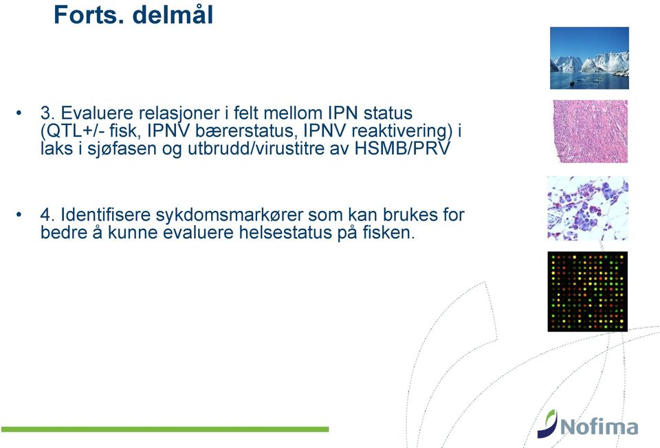 bærerstatus, IPNV reaktivering) i laks i sjøfasen og