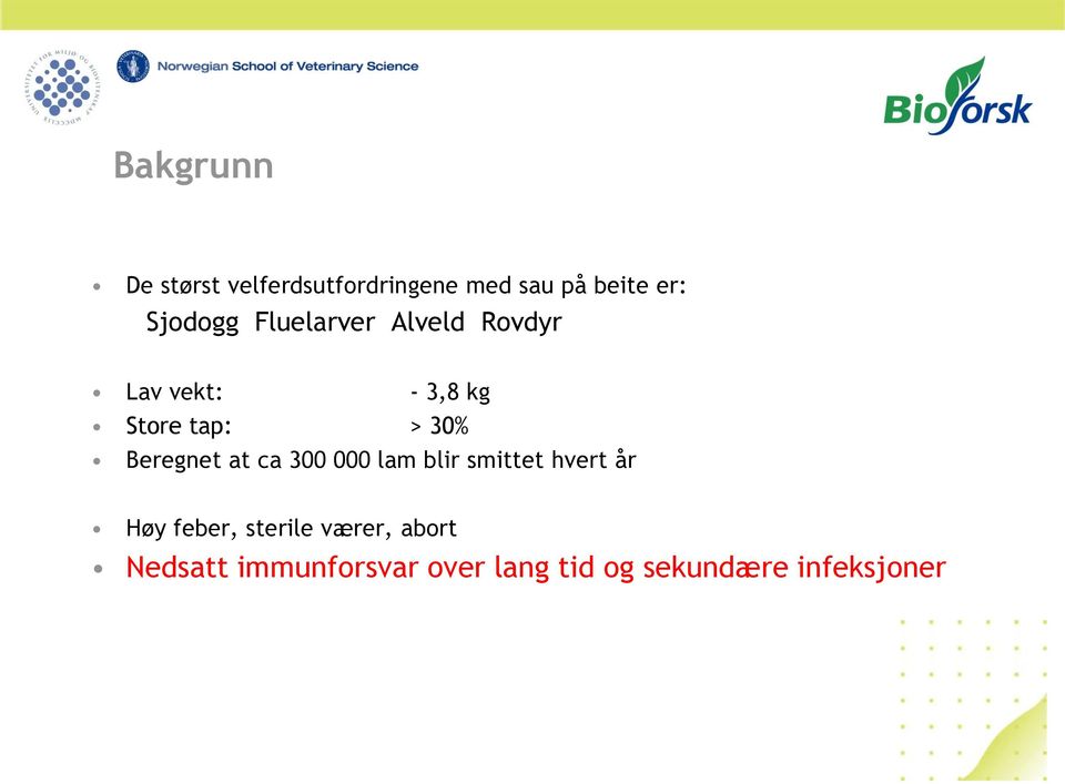 30% Beregnet at ca 300 000 lam blir smittet hvert år Høy feber,