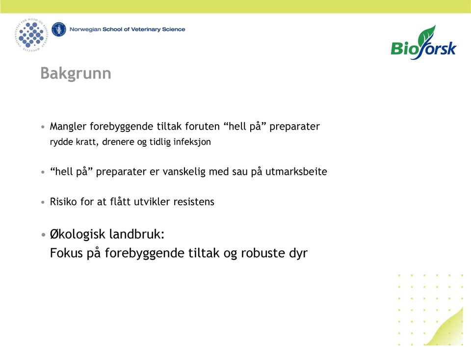 vanskelig med sau på utmarksbeite Risiko for at flått utvikler