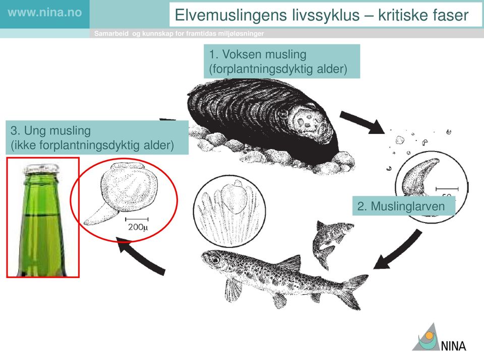 Voksen musling (forplantningsdyktig