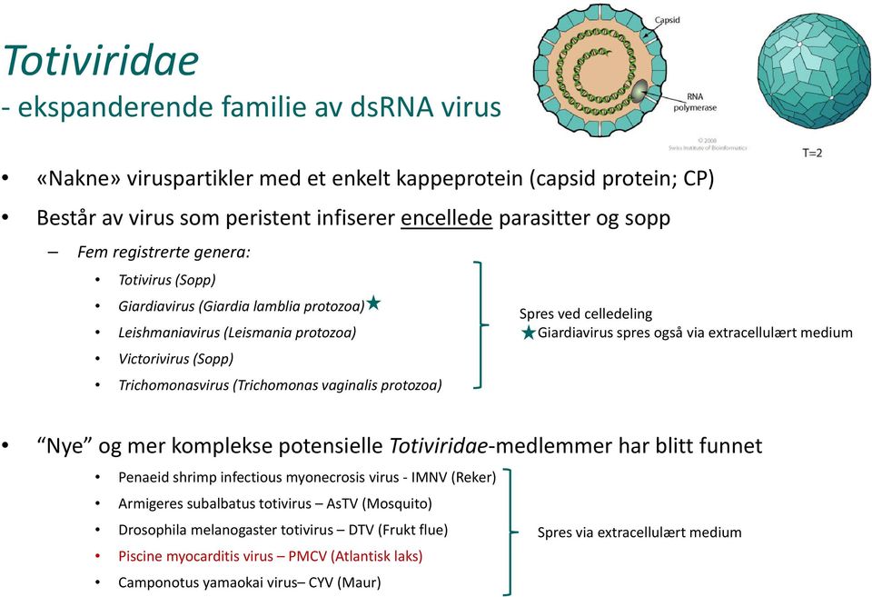 celledeling Giardiavirus spres også via extracellulært medium Nye og mer komplekse potensielle Totiviridae medlemmer har blitt funnet Penaeid shrimp infectious myonecrosis virus IMNV (Reker)