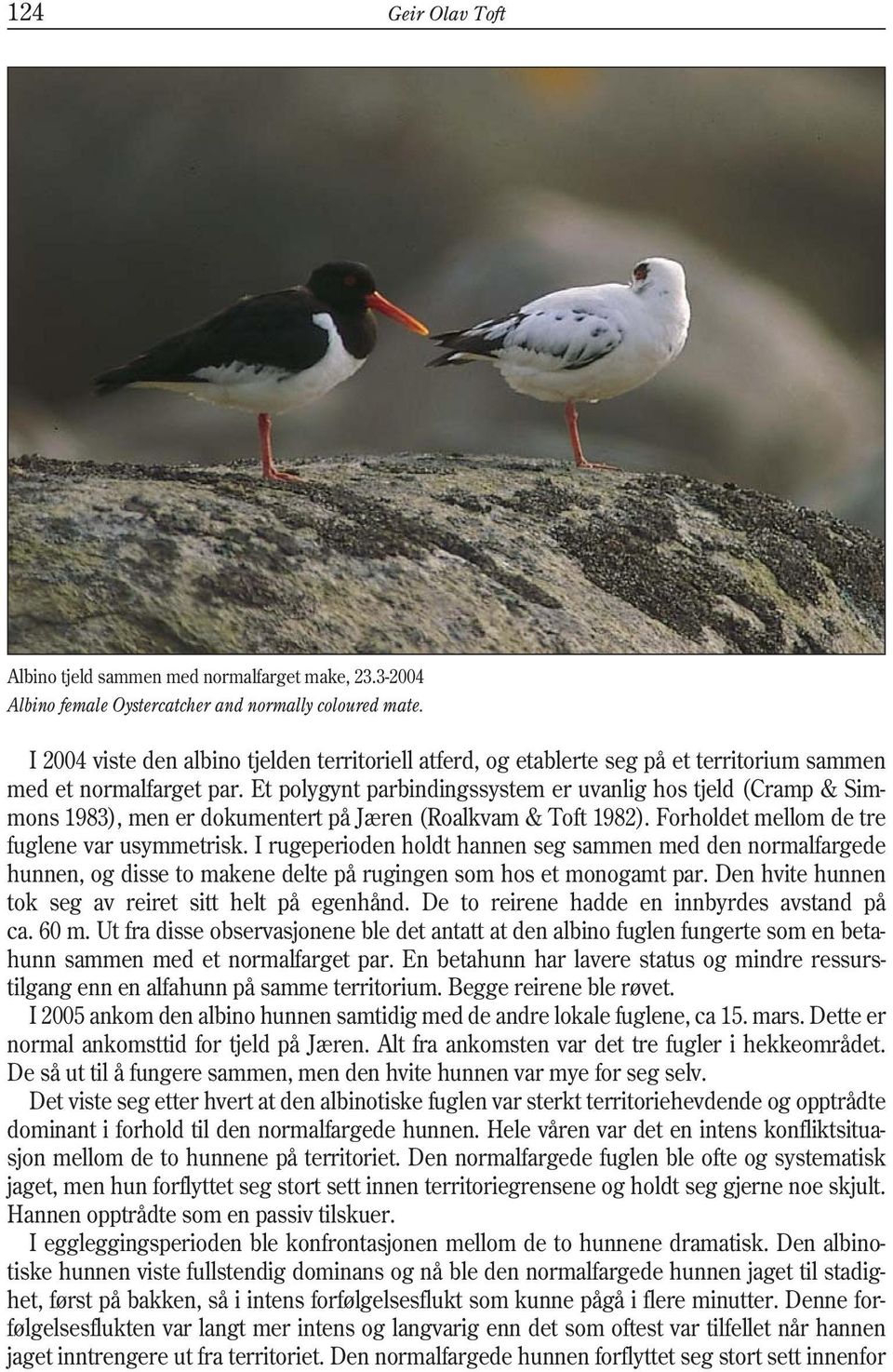 Et polygynt parbindingssystem er uvanlig hos tjeld (Cramp & Simmons 1983), men er dokumentert på Jæren (Roalkvam & Toft 1982). Forholdet mellom de tre fuglene var usymmetrisk.