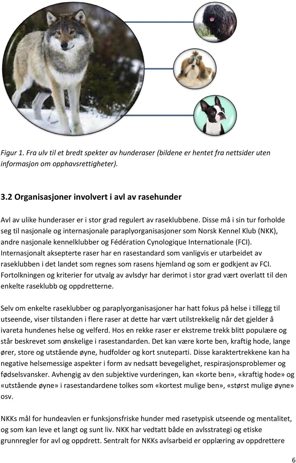 Disse må i sin tur forholde seg til nasjonale og internasjonale paraplyorganisasjoner som Norsk Kennel Klub (NKK), andre nasjonale kennelklubber og Fédération Cynologique Internationale (FCI).