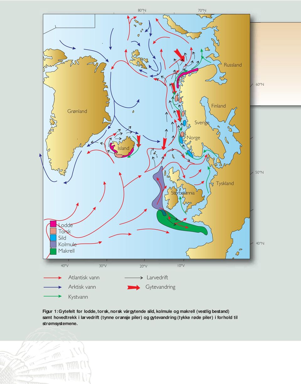 Gytevandring Figur 1: Gytefelt for lodde, torsk, norsk vårgytende sild, kolmule og makrell (vestlig