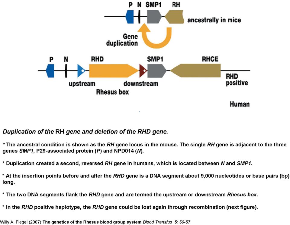 * Duplication created a second, reversed RH gene in humans, which is located between N and SMP1.