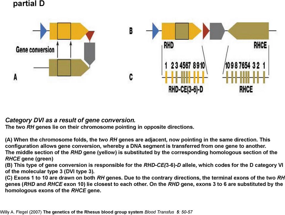 This configuration allows gene conversion, whereby a DNA segment is transferred from one gene to another.