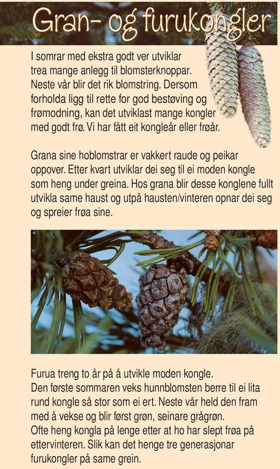 Grana sine hoblomstrar er vakkert raude og peikar oppover. Etter kvart utviklar dei seg til ei moden kongle som heng under greina.