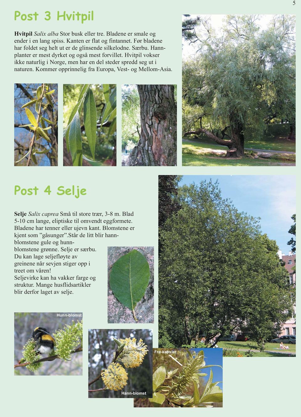 Post 4 Selje Selje Salix caprea Små til store trær, 3-8 m. Blad 5-10 cm lange, eliptiske til omvendt eggformete. Bladene har tenner eller ujevn kant. Blomstene er kjent som gåsunger.
