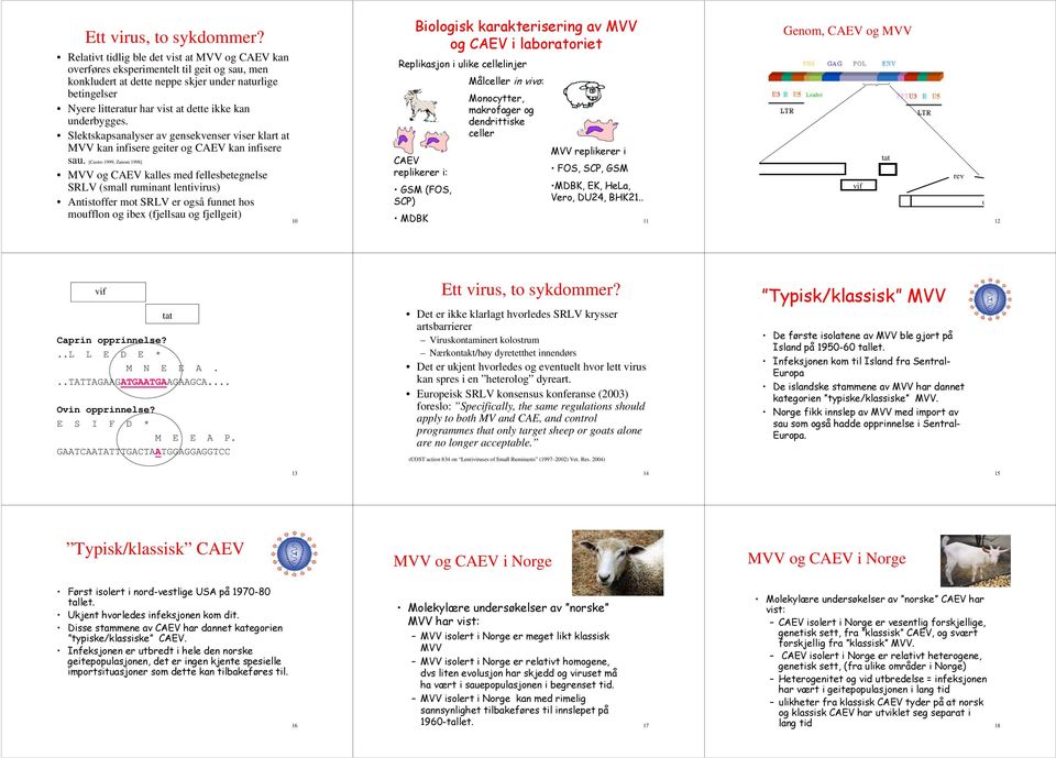 underbygges. Slektskapsanalyser av gensekvenser viser klart at MVV kan infisere geiter og CAEV kan infisere sau.