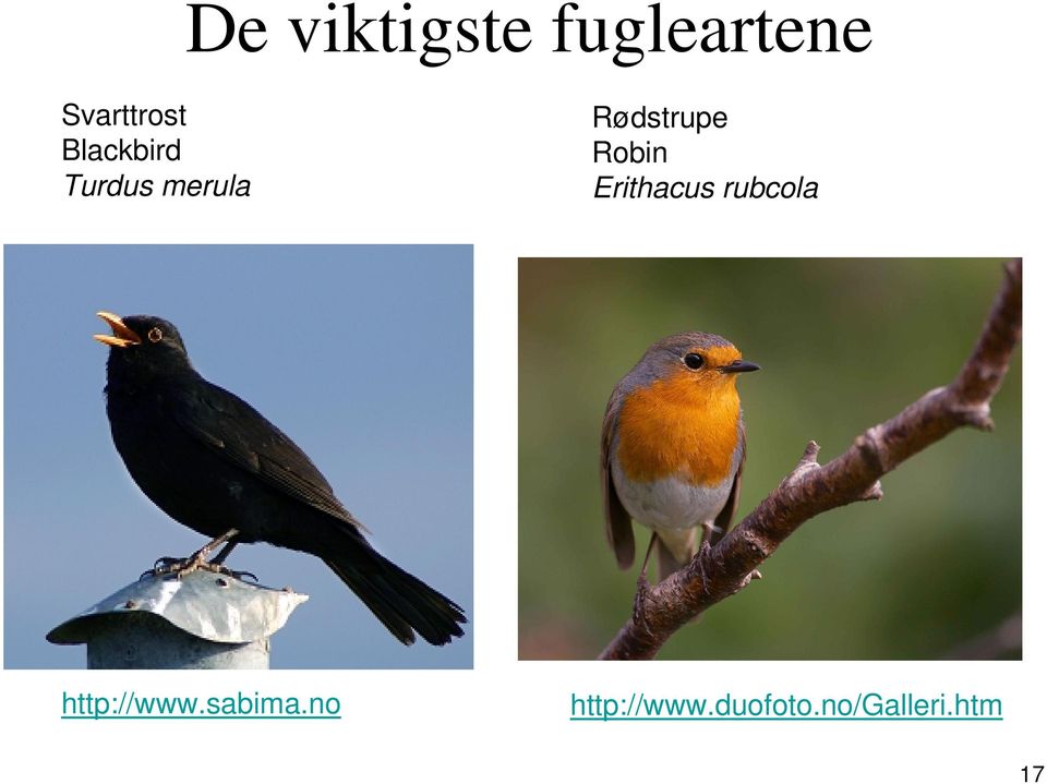 Robin Erithacus rubcola http://www.