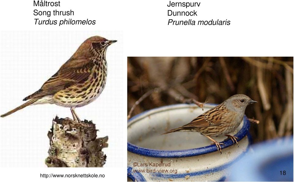 Jernspurv Dunnock Prunella