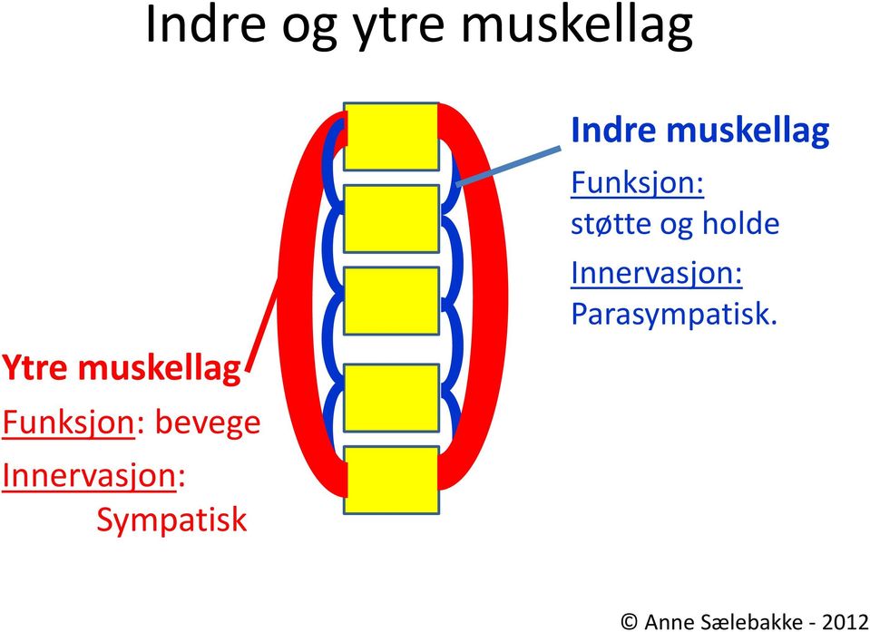 Indre muskellag Funksjon: støtte og holde