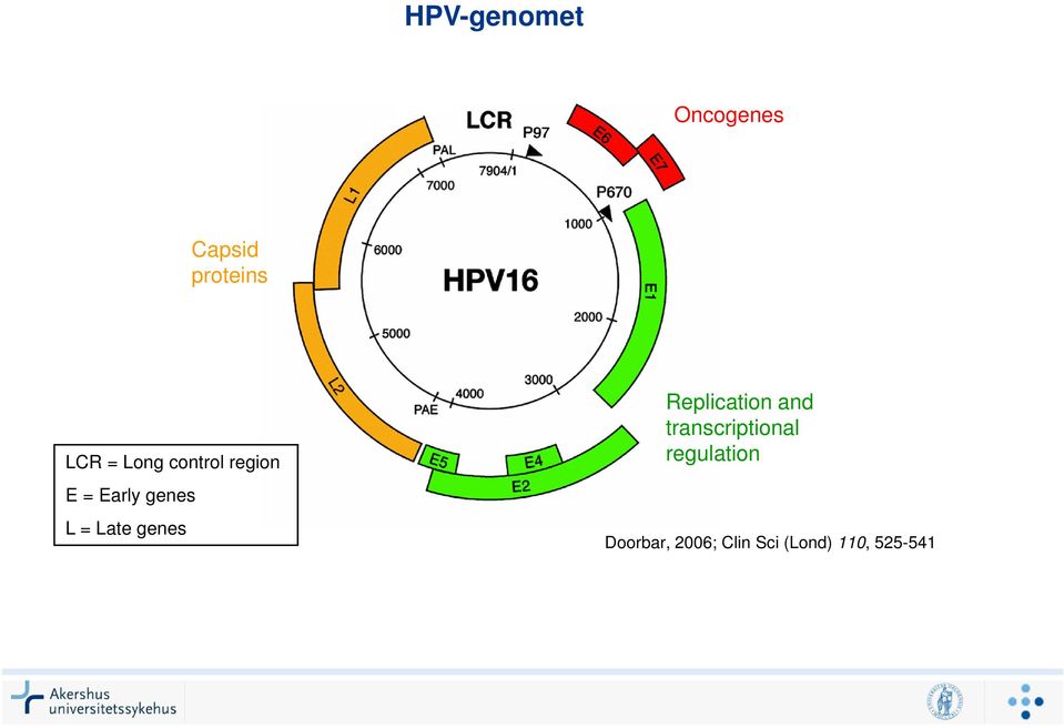 genes Replication and transcriptional