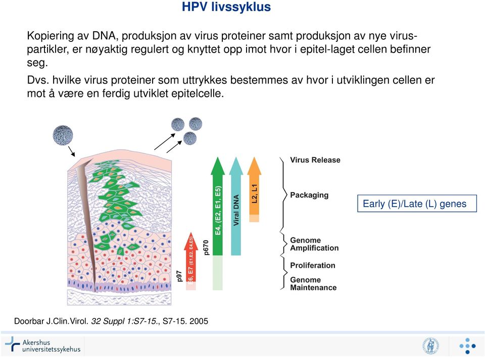 Dvs. hvilke virus proteiner som uttrykkes bestemmes av hvor i utviklingen cellen er mot å være