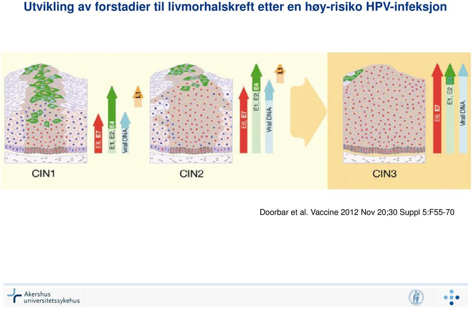 høy-risiko HPV-infeksjon Doorbar