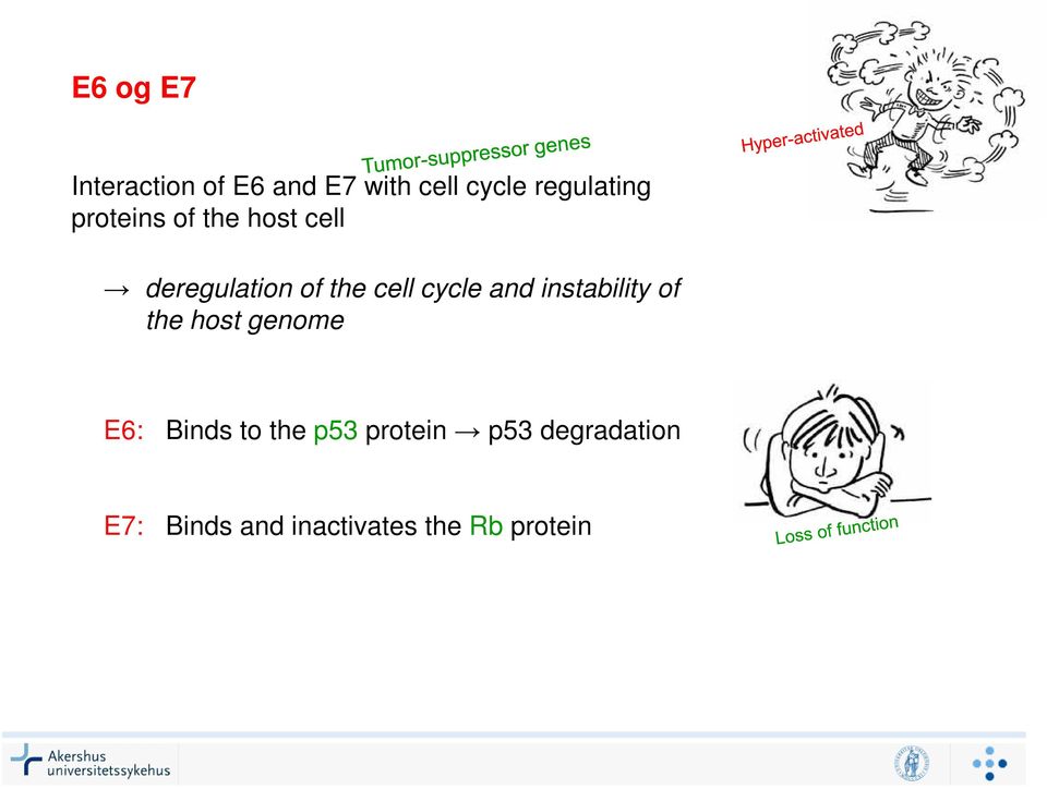 cell cycle and instability of the host genome E6: Binds to