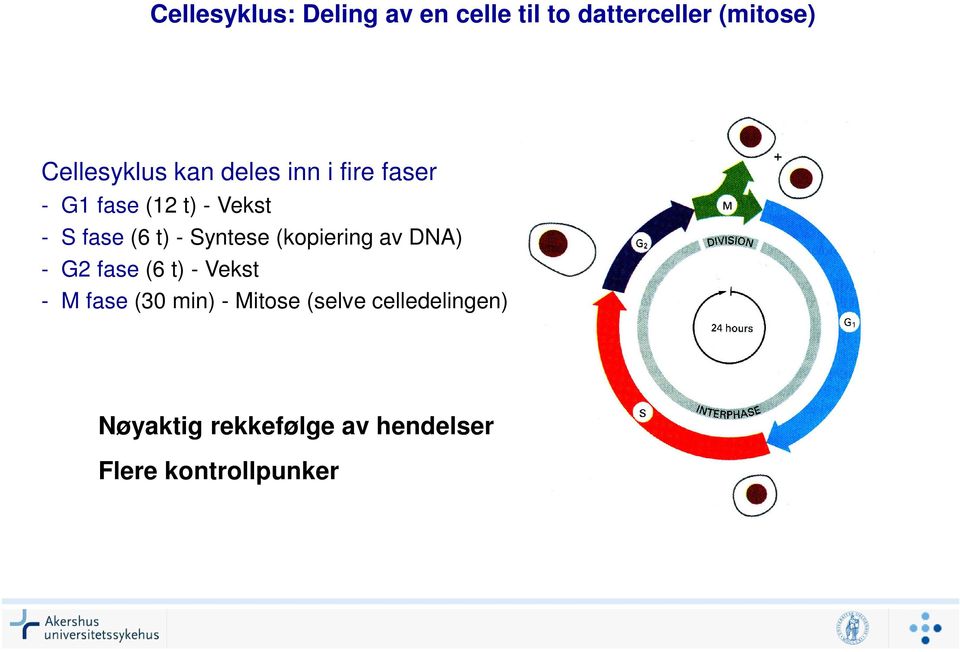 Syntese (kopiering av DNA) - G2 fase (6 t) - Vekst - M fase (30 min) -