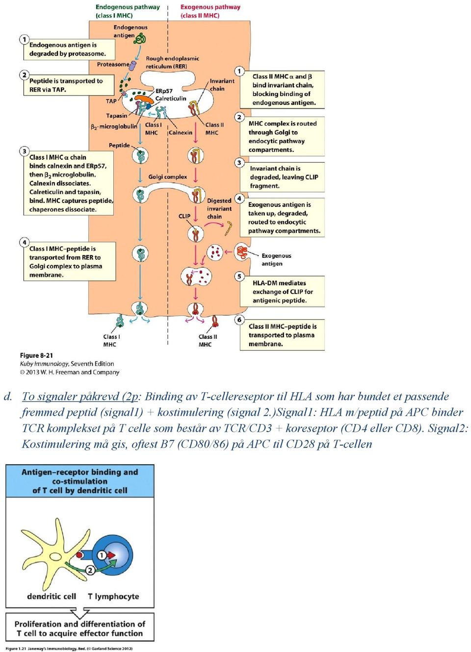 )Signal1: HLA m/peptid på APC binder TCR komplekset på T celle som består av