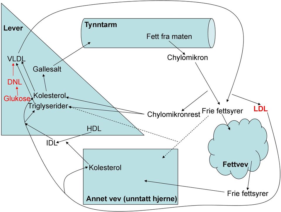 Chylomikronrest Frie fettsyrer LDL HDL IDL