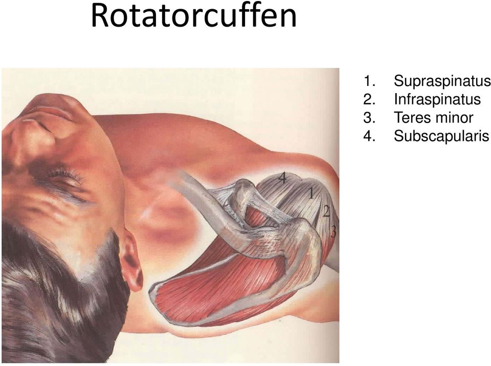 Infraspinatus 3.