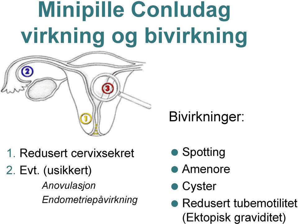 (usikkert) Anovulasjon Endometriepåvirkning