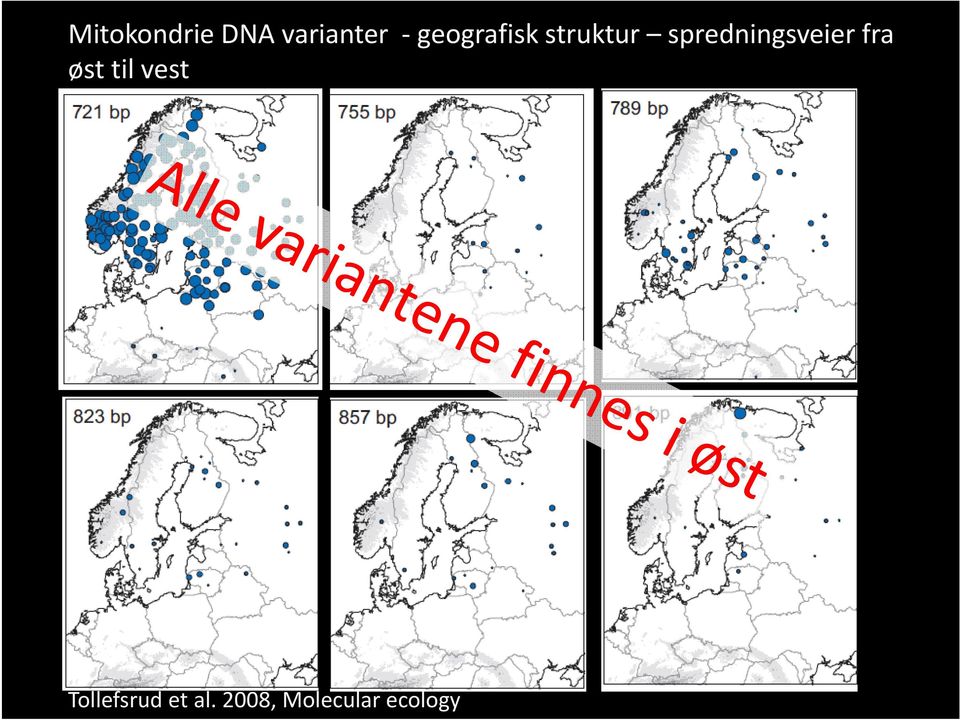 spredningsveier fra øst til