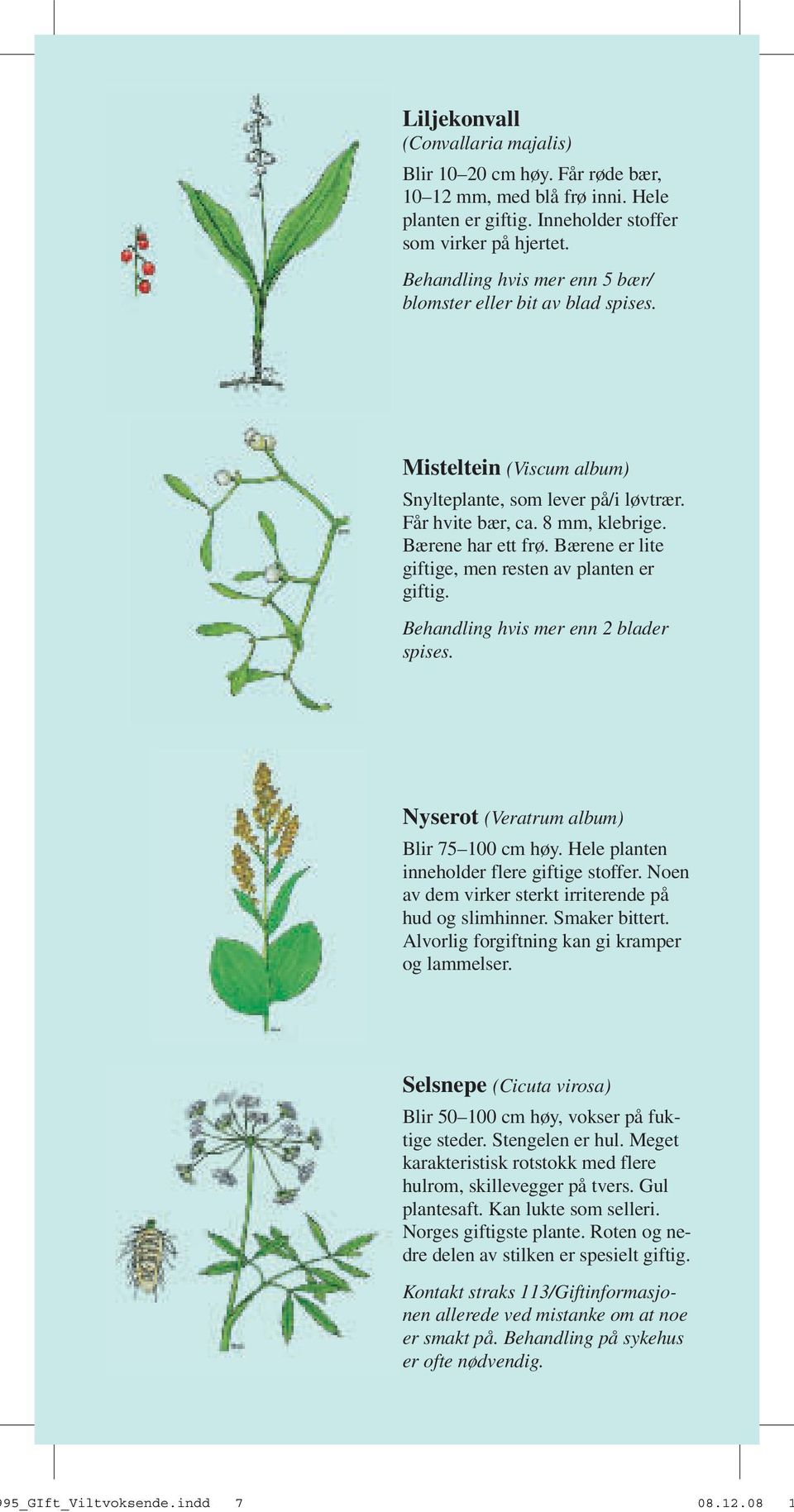 Bærene er lite giftige, men resten av planten er giftig. Behandling hvis mer enn 2 blader spises. Nyserot (Veratrum album) Blir 75 100 cm høy. Hele planten inneholder flere giftige stoffer.