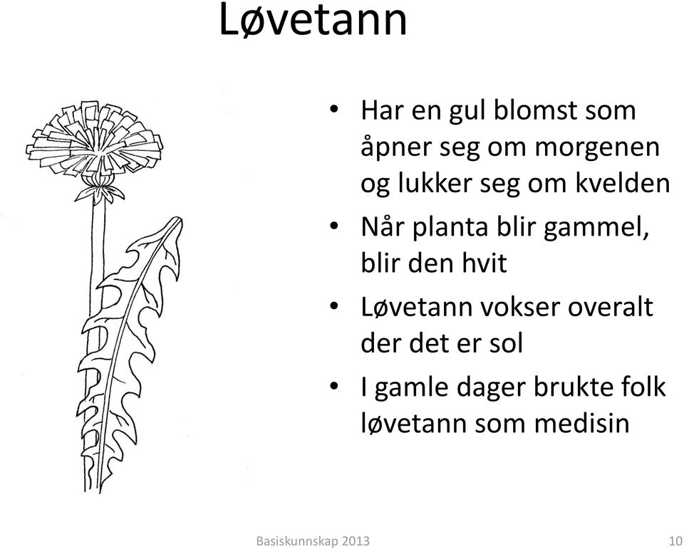 hvit Løvetann vokser overalt der det er sol I gamle