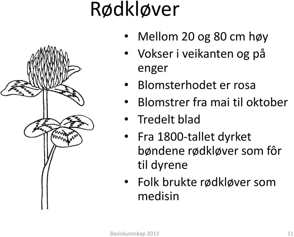 Tredelt blad Fra 1800-tallet dyrket bøndene rødkløver som