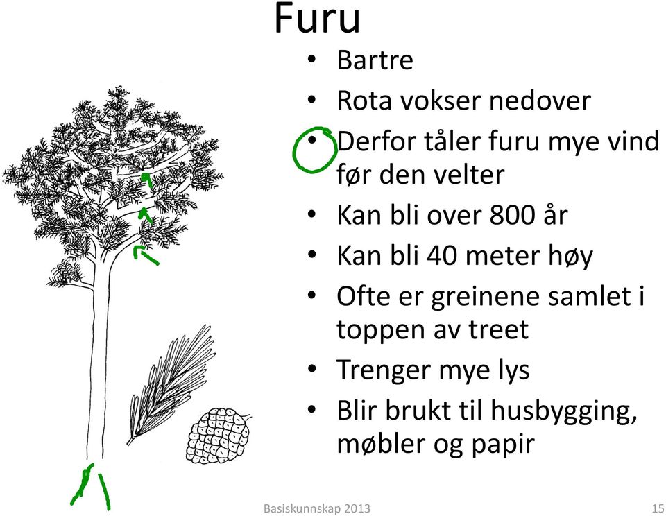 Ofte er greinene samlet i toppen av treet Trenger mye lys