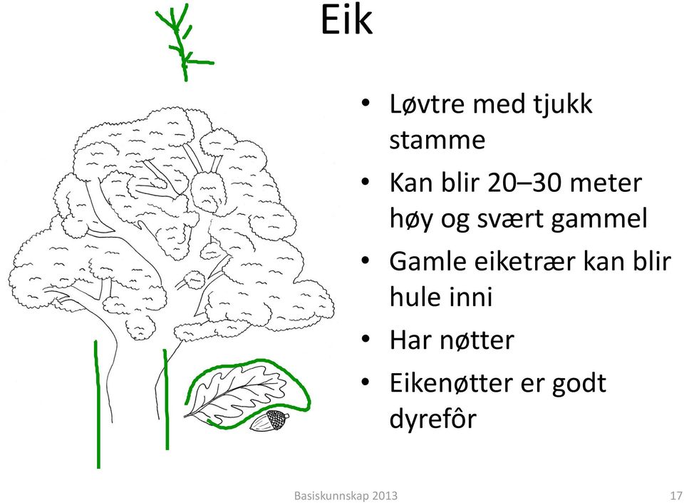 eiketrær kan blir hule inni Har nøtter