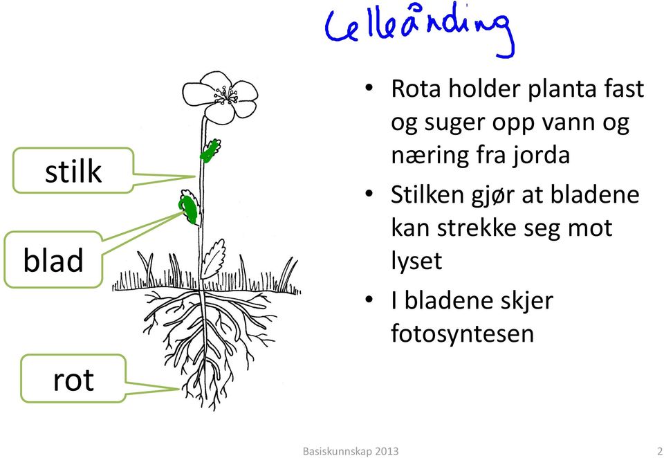 at bladene kan strekke seg mot lyset I